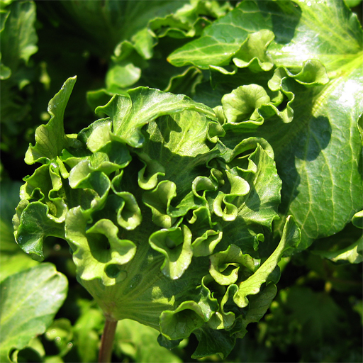 Hedera helix 'Hedgehog' - Click Image to Close